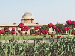 ഉദ്യാനോത്സവ് 2022: രാഷ്ട്രപതി ഭവനിലെ മുഗള്‍ ഗാര്‍ഡന്‍ പൊതുജനങ്ങള്‍ക്കായി തുറന്നു,പ്രദര്‍ശനം മാര്‍ച്ച് 16 വരെ