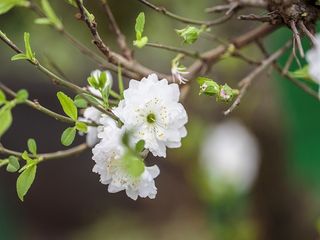 വസന്തകാലത്തെ ലഡാക്കിനെ കാണാം... ആപ്രിക്കോട്ട് ബ്ലൂംസ് ഫെസ്റ്റിവല്‍ ഒരുങ്ങുന്നു