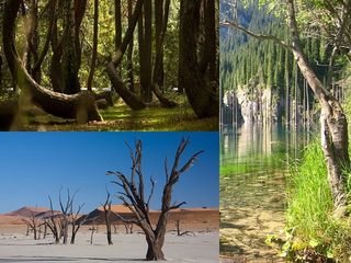 മുട്ടുകുത്തി നില്‍ക്കുന്ന മരങ്ങളും മരണപ്പെട്ട മരങ്ങളുടെ കാടും... ലോകത്തിലെ വിചിത്രങ്ങളായ കാടുകള്‍