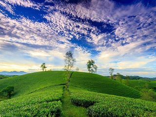 തേയിലത്തോട്ടങ്ങള്‍ക്കു നടുവില്‍ താമസിക്കാം... പോകാം അവധിക്കാലത്ത് ഇവിടേക്ക്