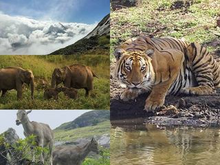 തമിഴ്നാട് വൈല്‍ഡ് ലൈഫ് ടൂറിസം: പരിചയപ്പെടാം ഈ 9 ഇടങ്ങള്‍