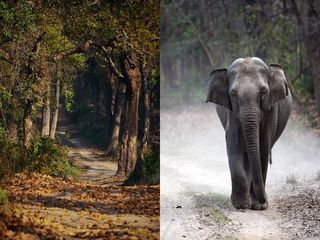 മൺസൂണിൽ ജിം കോർബെറ്റിൽ നൈറ്റ് സ്റ്റേകൾക്ക് വിലക്ക് ഇനി എന്ന് എന്നല്ലേ? അറിയാം