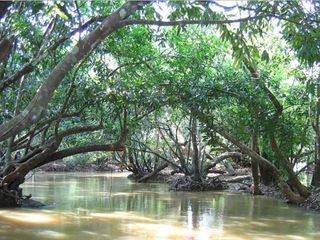 വയനാട് കാഴ്ചകളിലേക്ക് വീണ്ടും കുറുവാ ദ്വീപ് തുറന്നു.. ശ്രദ്ധിക്കാം ഈ കാര്യങ്ങൾ