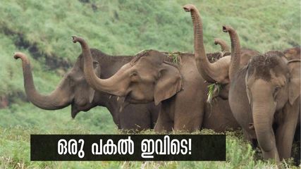 ഒരു പകൽ മുഴുവൻ പെരിയാർ കടുവാ സങ്കേതത്തിന്‍റെ കാട്ടിലൂടെ അലയാം...അവസരം വെറും 12 പേർക്ക് മാത്രം!