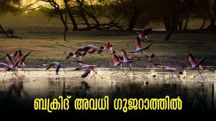 ബക്രീദ് അവധിക്ക് ഗുജറാത്തിലേക്ക് വിമാനയാത്രാ പാക്കേജ്; എട്ട് പകൽ ആഘോഷിക്കാം, കിടിലൻ സ്ഥലങ്ങൾ