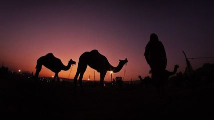 കുണുങ്ങി നടക്കുന്ന ഒട്ടകങ്ങള്‍, വേണമെങ്കിൽ ഡാൻസും കളിക്കും.. യാത്രാ പട്ടികയിലേക്ക് പുഷ്കർ മേളയും