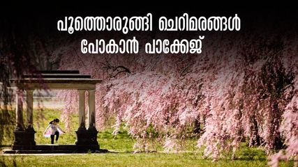 ജപ്പാനിലെ ചെറിവസന്തം! ഇപ്പോൾ പോയാൽ കൺനിറയെ കാണാം..ബുള്ളറ്റ് ട്രെയിനിൽ കയറാം, കുറഞ്ഞ പാക്കേജ്,നിങ്ങൾക്കും പോകാം