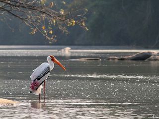  కర్నాటక రాష్ట్రంలో పక్షి అభయారణ్యాలు!