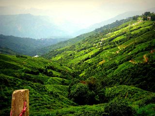  ఇండియాలో నాలుగు తేయాకు తోటల రాష్ట్రాలు!