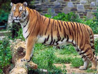  అంబ సముద్రం - దేవాలయాలు, సరస్సులు!