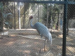 మైమరపించే మైసూరు జంతు ప్రదర్శన శాల !