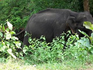 బెంగుళూరు నుండి ఊటీ రోడ్డు ప్రయాణంలో...!