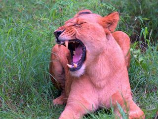 బెంగుళూరు నగరమా ? బాబోయ్ భయం !