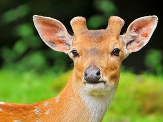 అద్భుత దృశ్యాల ఆల్మోరా - చూడవలసిన ప్రదేశాలు !