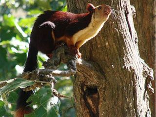 ముడుమలై , ప్రకృతి యొక్క స్వర్గం ! 