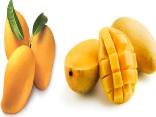 మాల్డా...మ్యాంగో నగరం !!