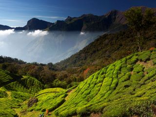 మున్నార్ ...ఒక ముచ్చటైన ప్రకృతి సందర్శన!! 