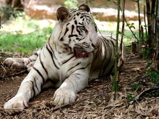  కర్ణాటక లో వన్య జంతు అభయారణ్యాలు !