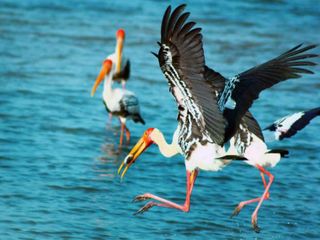  పర్యావరణ పరి రక్షణలో పులికాట్ సరస్సులు !