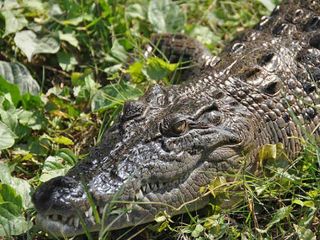 'సుందరమైన' అడవిలో అద్భుత జంతుసంపద !!