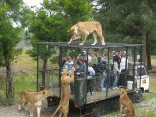 జిమ్ కార్బెట్ నేషనల్ పార్క్ లో అడవి పులులు !!