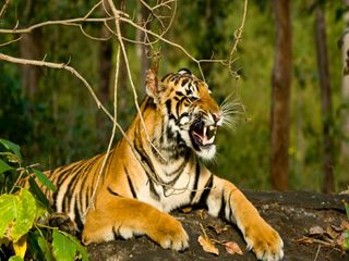 అరణ్యాలలో సాహస పర్యటన యాత్ర !