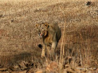 గిర్ నేషనల్ పార్క్ - ఆసియా సింహాల ఏకైక అభయారణ్యం !
