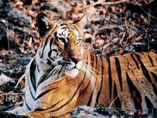 అటవీ అందాలకు నిలయం ... పెంచ్ నేషనల్ పార్క్ !