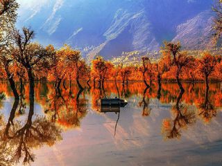 బారాముల్లా -  ఓ అరుదైన వరాహ దంతం ... !