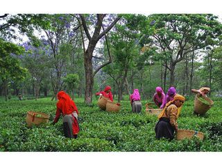 పాలంపూర్ - టీ కాపిటల్ అఫ్ నార్త్ ఇండియా ! 