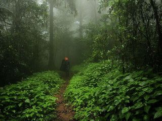 అగుంబే - కింగ్‌ కోబ్రా పుట్టినిల్లు !!
