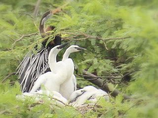 విహంగాల విడిది - అడయార్ పార్క్ !