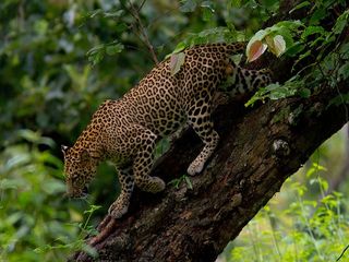 బందీపుర్ - మరుపురాని అరణ్య యాత్ర !
