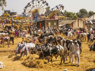 భారతదేశంలో ప్రసిద్ధి చెందిన పశువుల సంతలు ! 