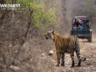 రణతంబోర్ నేషనల్ పార్క్ - అతిపెద్ద పులుల స్థావరం !