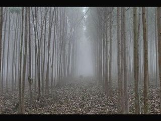 ఆంధ్ర, తెలంగాణలోని 30 వన్యమృగ అభయారణ్యాలు !