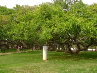 నేచర్ వండర్ ... పిల్లలమర్రి !!