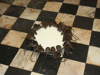 కర్ణి మాత ఆలయం - వింతైన ఎలుకల దేవాలయం !!