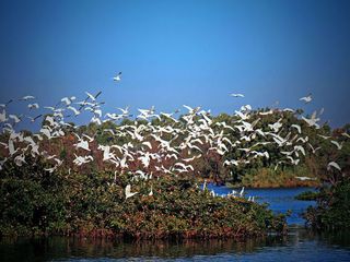 నేలపట్టు పక్షి అభయారణ్యం,  నెల్లూరు !!