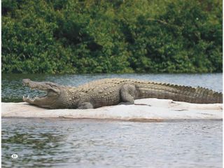 హైదరాబాద్ కు 50 KM దూరంలో మొసళ్ళ శాంక్చురి చూసొద్దామా !!