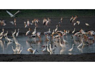 ఆంధ్రప్రదేశ్ లో ప్రాముఖ్యత గల్గిన కొల్లేరు బర్డ్ శాంక్చురీ