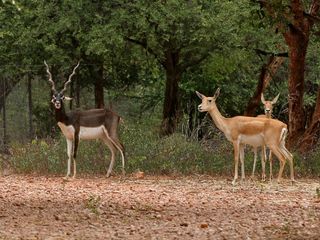 వనస్థలిపురం జింకల పార్క్ చూసొద్దామా !!