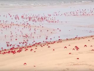 కాకినాడ సమీపాన సముద్రంలో అద్బుతమైన ద్వీపం !