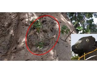 హైదరాబాద్ లో కల్పవృక్షమా ?