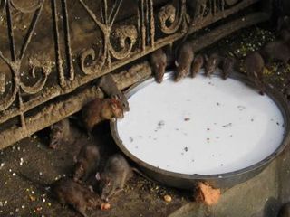 మీకు తెలియని చూడని ఇండియాలోని 6 దేవాలయాలు ఇవే !