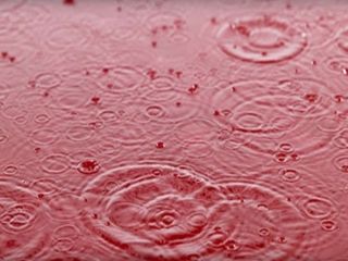 కేరళ రక్తపు వర్షం నిజమా?