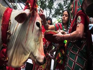 కాలినడకన 2300 మెట్లను ఎక్కి తిరుమలకు చేరిన ఆవు