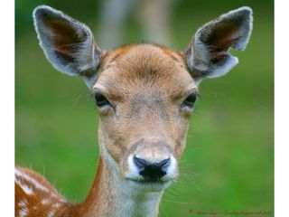 వనస్థలిపురం జింకల పార్క్ లో ఎన్ని రకాల జింకలో !!