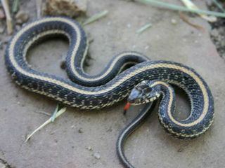 ఈ గ్రామంలో ప్రవేశిస్తే మీకు మొదట స్వాగతించేదే పాములు