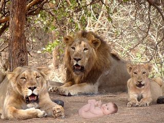 12 క్రూరమైన సింహాల మధ్యలో జన్మించిన బేబీ ... అతి భయంకరమైన ఘిర్ అడవిలో 